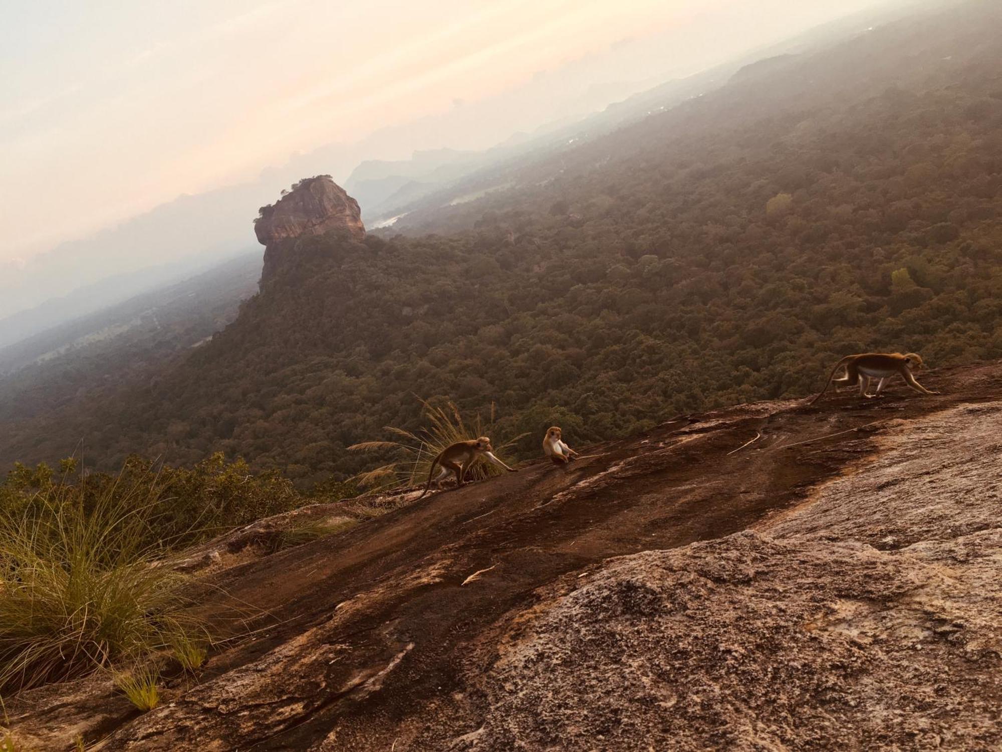 Hotel Sigiriya Kele Eksteriør billede